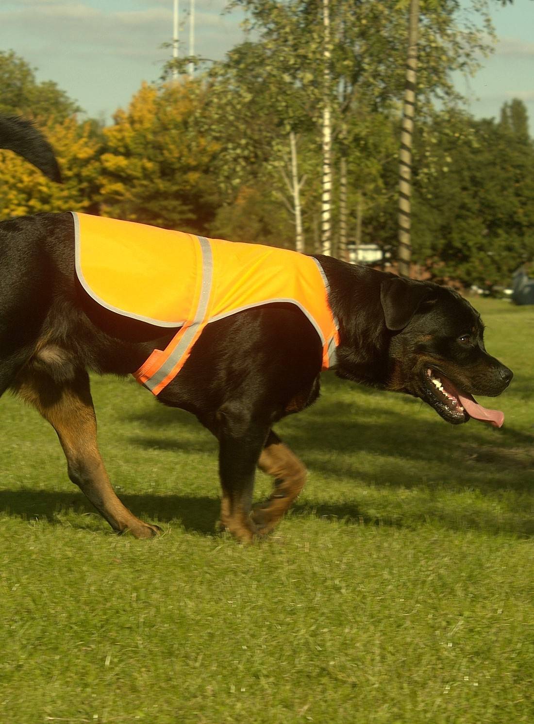 Kamizelka odblaskowa dla psa